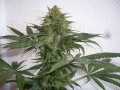 SWEET SEEDS - Mohan Ram