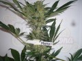 SWEET SEEDS - Mohan Ram