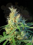 SWEET SEEDS - Psicodelicia