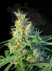 SWEET SEEDS - Psicodelicia