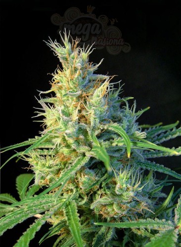 SWEET SEEDS - Psicodelicia