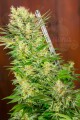 SWEET SEEDS - S.A.D. Sweet Afgani Delicious F1 Fast Version