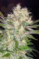 SWEET SEEDS - S.A.D. Sweet Afgani Delicious F1 Fast Version