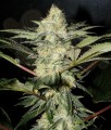 SWEET SEEDS - S.A.D. Sweet Afgani Delicious F1 Fast Version