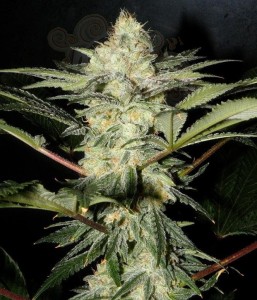 SWEET SEEDS - S.A.D. Sweet Afgani Delicious F1 Fast Version