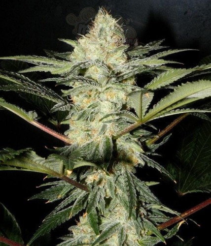 SWEET SEEDS - S.A.D. Sweet Afgani Delicious F1 Fast Version