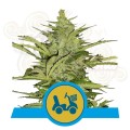 ROYAL QUEEN SEEDS - Fast Eddy Auto CBD