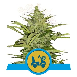 ROYAL QUEEN SEEDS - Fast Eddy Auto CBD