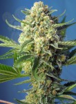 SWEET SEEDS - S.A.D. Sweet Afgani Delicious Auto