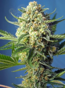 SWEET SEEDS - S.A.D. Sweet Afgani Delicious Auto