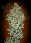 00 SEEDS BANK - Feminized Collection #1