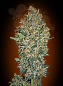 00 SEEDS BANK - Feminized Collection #1