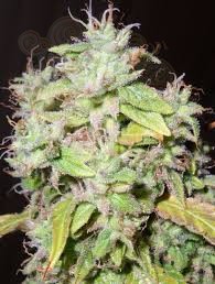 RESIN SEEDS - Sour P