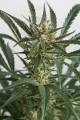 DINAFEM - Amnesia XXL Auto
