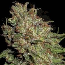 CBD Seeds - Domina