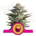 ROYAL QUEEN SEEDS - Amnesia Haze®