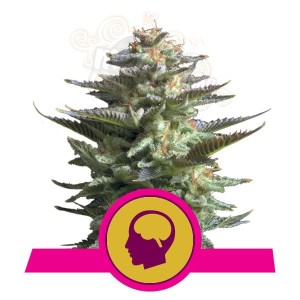 ROYAL QUEEN SEEDS - Amnesia Haze®
