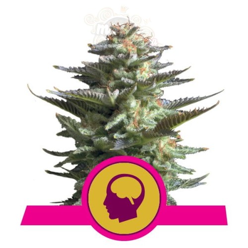 ROYAL QUEEN SEEDS - Amnesia Haze®