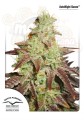 DUTCH PASSION - Auto Night Queen®