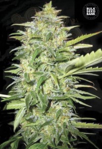 BULK SEED BANK - Auto Lime Skunk