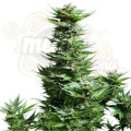 ROYAL QUEEN SEEDS - Shining Silver Haze®