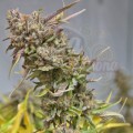 BARNEY'S FARM - Peyote Cookies