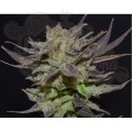 Auto Lavender