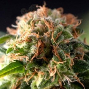 PYRAMID SEEDS - Auto Fresh Candy