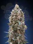 00 SEEDS BANK - 00 Kush