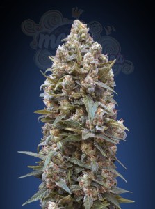 00 SEEDS BANK - 00 Kush