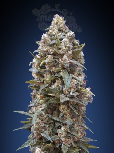 00 SEEDS BANK - 00 Kush