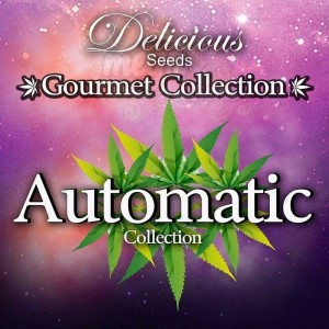 DELICIOUS SEEDS - Gourmet Collection Automatic 1