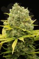 DINAFEM - Dinamed CBD Plus