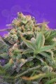 SWEET SEEDS - Sweet Cheese F1 Fast Version