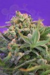 SWEET SEEDS - Sweet Cheese F1 Fast Version