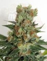 RIPPER SEEDS - Fuel OG