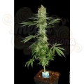 PARADISE SEEDS - Ice Cream
