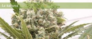 ELITE SEEDS - La Katana