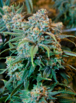 Orange Bud