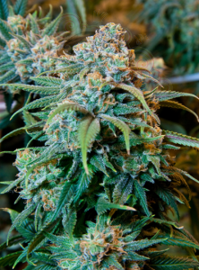 Orange Bud