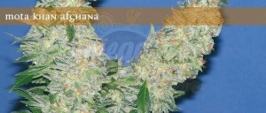 ELITE SEEDS - Mota Khan Afghana