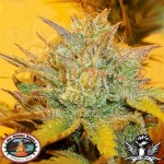 BIG BUDDHA SEEDS - LA Cheese