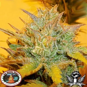 BIG BUDDHA SEEDS - LA Cheese
