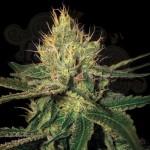 DNA GENETICS - Cannalope Haze