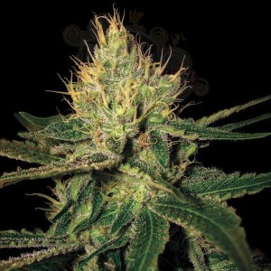 DNA GENETICS - Cannalope Haze