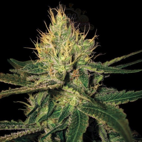 DNA GENETICS - Cannalope Haze
