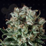 GENOFARM - Big Shark