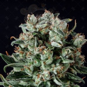 GENOFARM - Big Shark