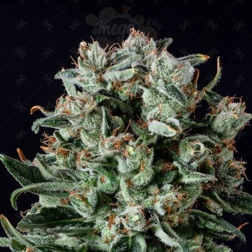 GENOFARM - Big Shark