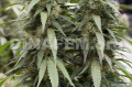 DINAFEM - Strawberry Amnesia